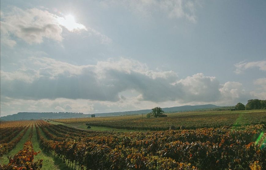 4 Types of Wine Degustation with Georgian Master Classes in Kvareli Wine Cave